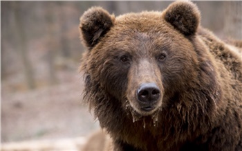 На Красноярских Столбах запретят посещать охранную зону из-за пробуждения медведей
