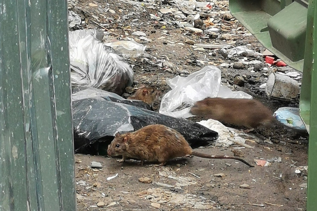 В Твери жители пожаловались на крыс, обитающих около детского сада