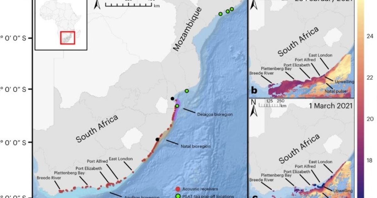 Усиление прибрежных апвеллингов назвали угрозой для мигрирующих морских обитателей
