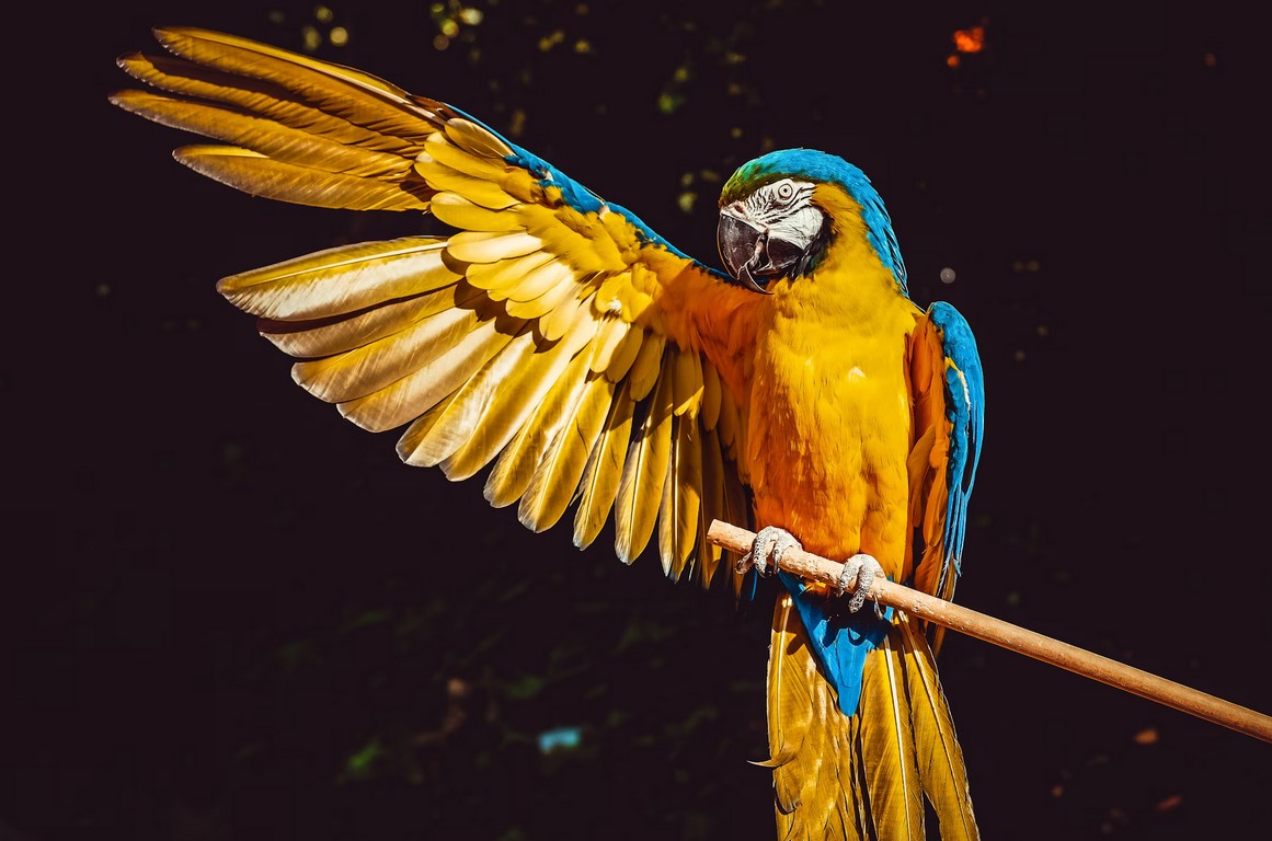 Самые необычные факты о попугаях